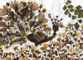 Creare un quadro con i fiori secchi 1148 0 Un quadro con i fiori secchi_OK